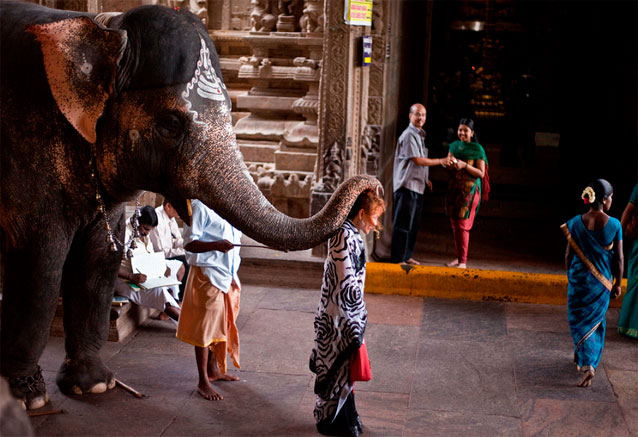 Foto del Viaje Sur-de-la-india-elefantes.jpg