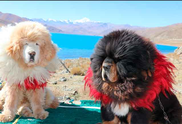 Foto del Viaje tibet-perros-bidtravel.jpg