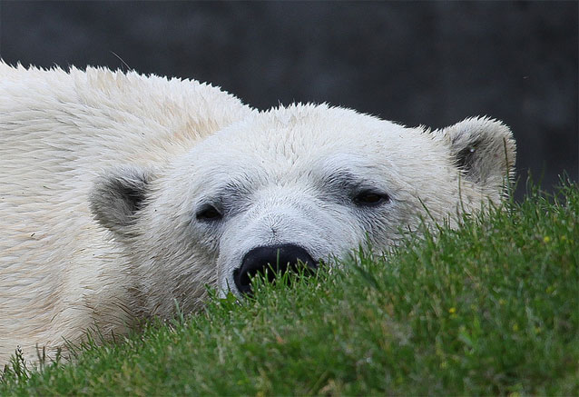 Foto del Viaje oso-canadiense.jpg
