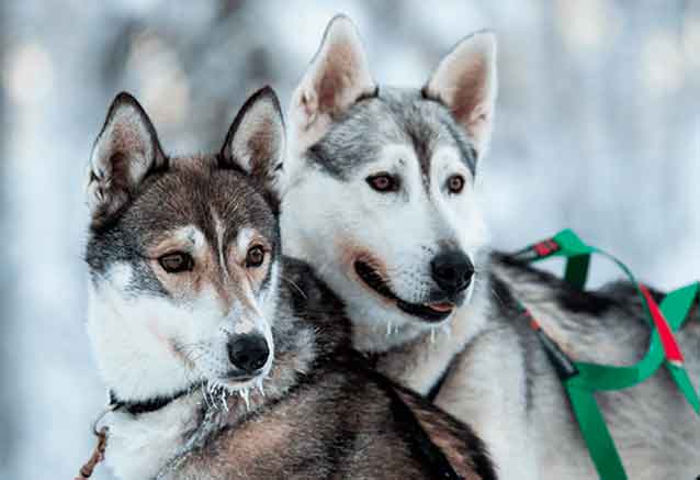 Safari-trineo-perros-Husky-Transnordic-Viajes-de-Invierno-Bidtravel.jpg