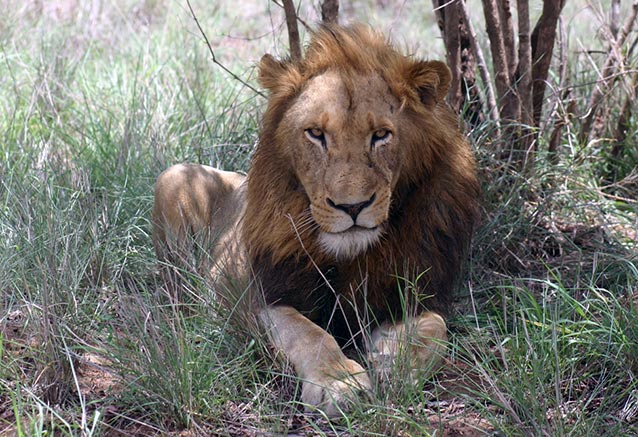 Foto del Viaje Lion-Kenia-Samburu.jpg