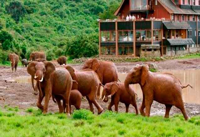 Foto del Viaje elefantes-son-bidtravel.jpg