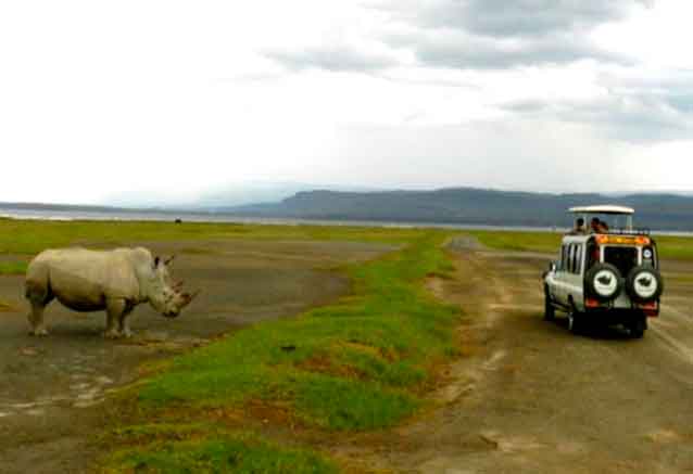Foto del Viaje rinocerontes-son-bidtravel.jpg