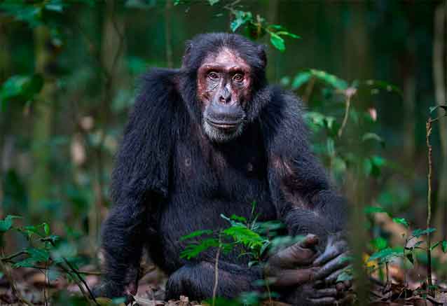 uganda-safari-respetuoso-gorilas.jpg