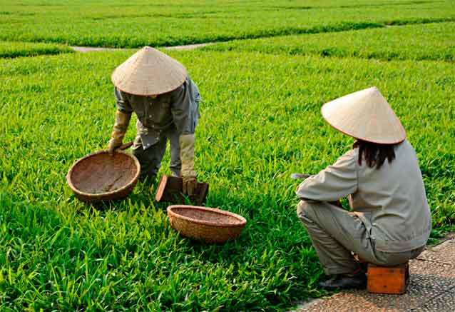 campos-de-vietnam.jpg