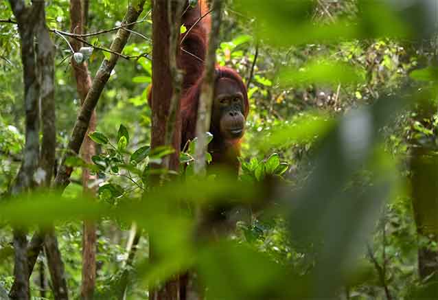 borneo-visita-de-orangutanes-con-bidtravel.jpg