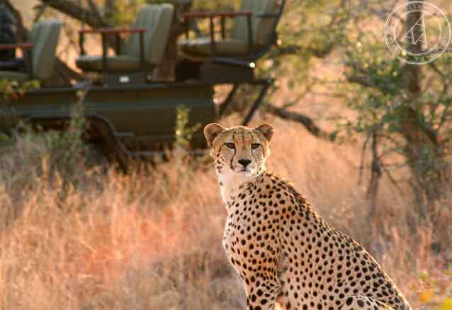 sudafrica-safari-los-cinco-grandes.jpg
