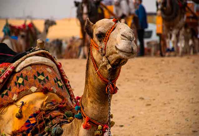 Foto del Viaje paseo-en-camello-egipto.jpg