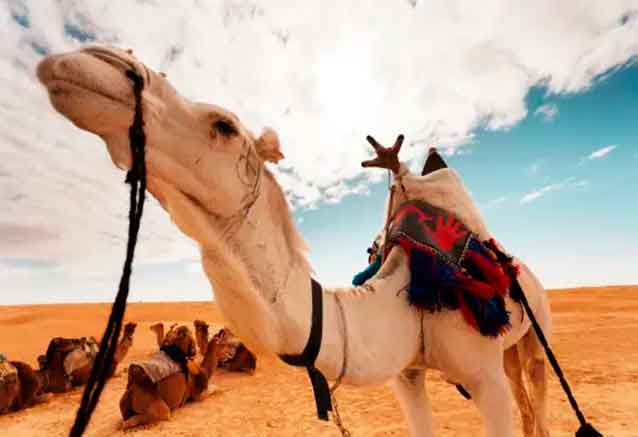 tunez-camello-joroba.jpg