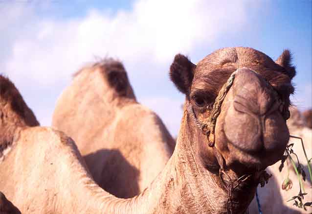 camellos-en-aswan.jpg