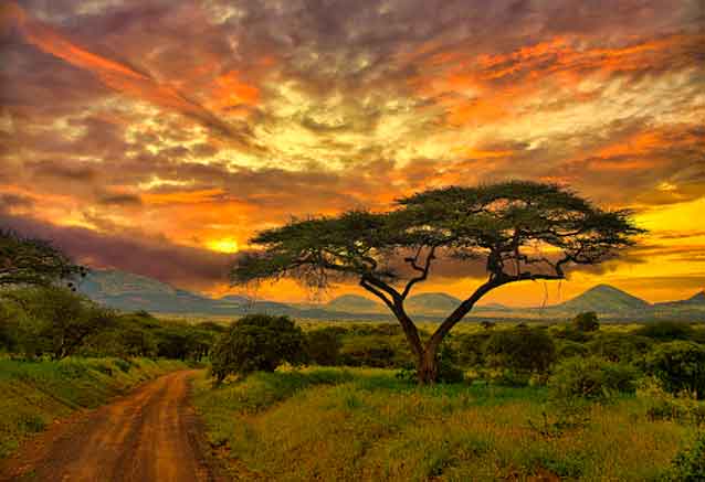 Foto del Viaje arbol-kenia.jpg