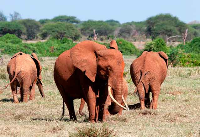 elefantes-kenia.jpg
