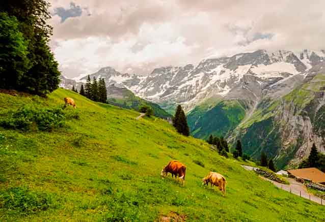 Foto del Viaje suiza-en-tren-vacas.jpg