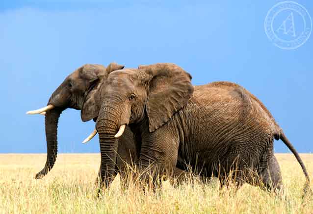 sudafrica-viaje-con-elefantes.jpg