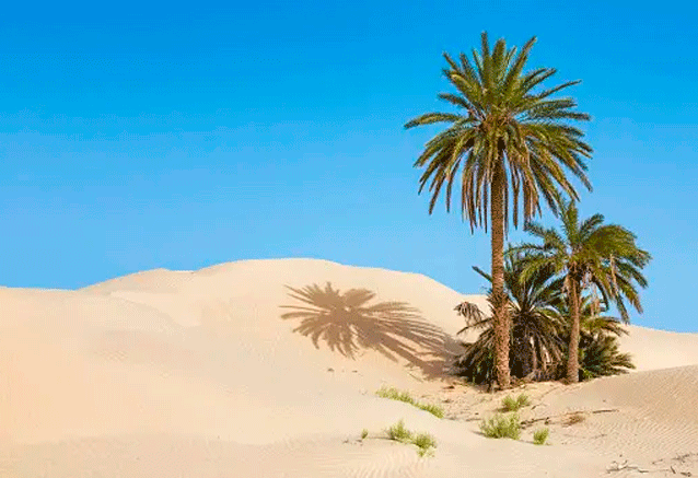 Foto del Viaje oasis-de-tunez.png