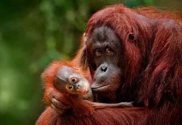 Foto del Viaje orangutana-familia.jpg