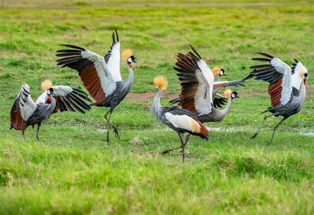 Foto del Viaje aves-kenia-bidtravel.jpg