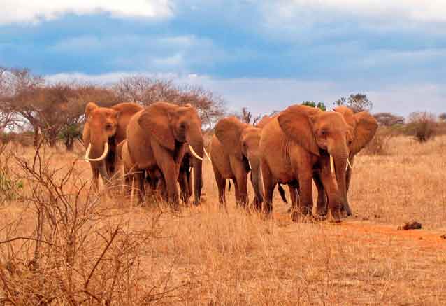 elefantes-kenia-bidtravel.jpg