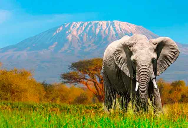 Foto del Viaje monte-kenia-con-elefante.jpg