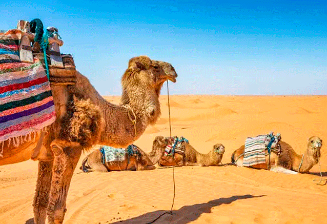 Foto del Viaje camellos-de-tunez.png