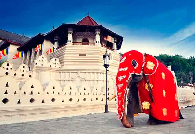 Foto del Viaje srilanka-elephant.jpg