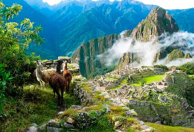Foto del Viaje alpacas-en-macu-pichu.jpg