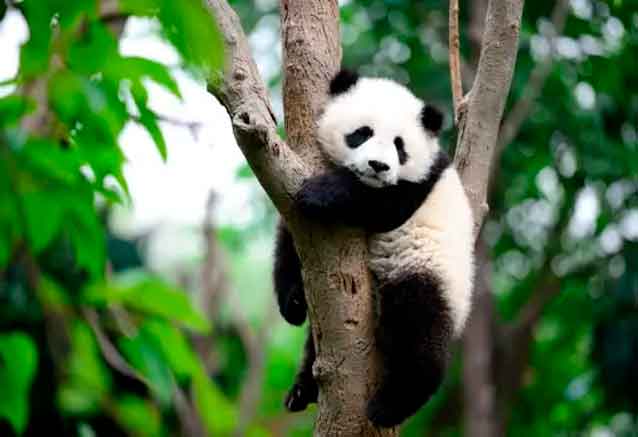 Foto del Viaje oso-panda-en-china-en-la-copa-del-arbol.jpg