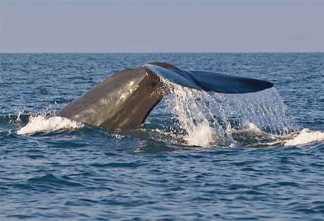 safari-ballenas-srilanka-bidtravel.jpg