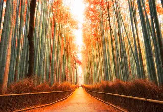 kyoto-bosques.jpg