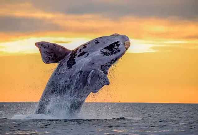 Foto del Viaje ballenas-en-argentina.jpg