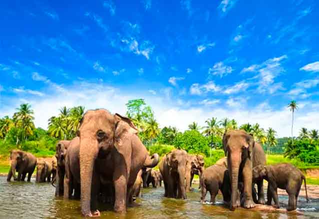 sri-lanka-elefantes-asiaticos.jpg
