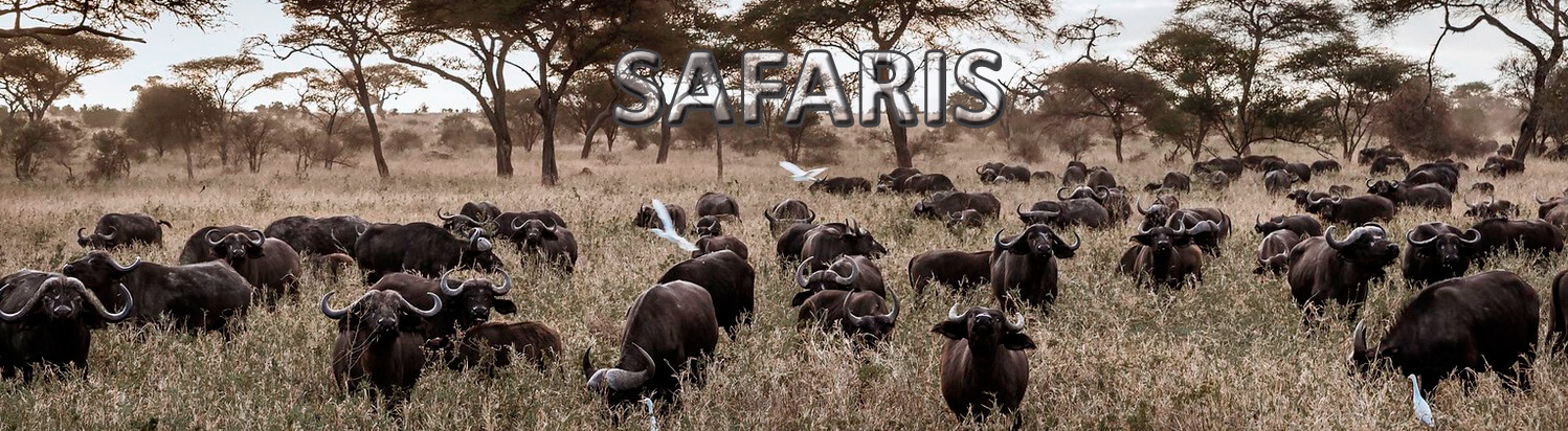Viaje organizado a Safaris